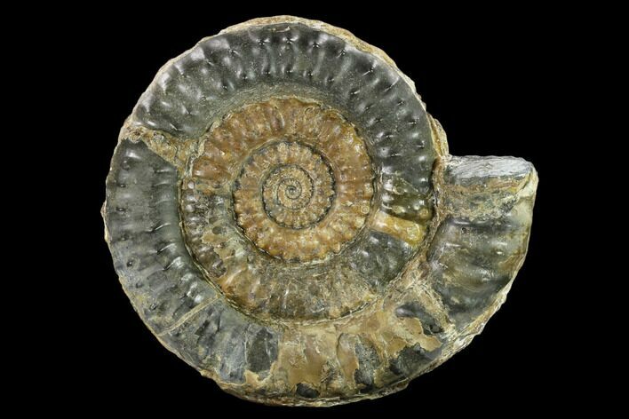 Fossil Ammonite (Microderoceras) - Dorset, England #131896